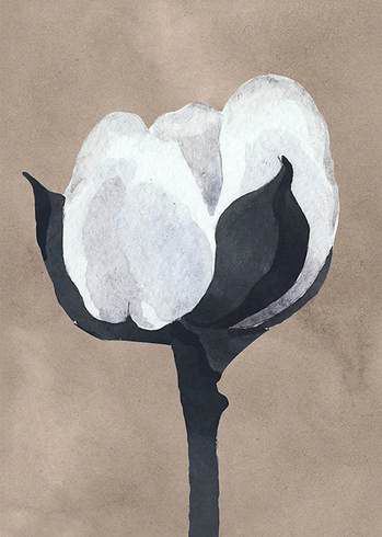 Quadro Flor de Algodão